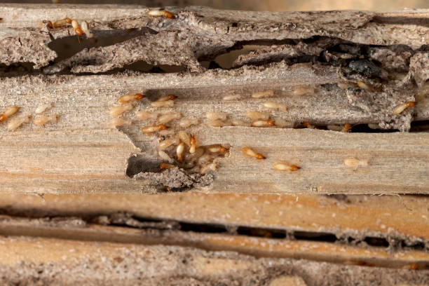 Best Exterminator Services  in Bakersfield, CA