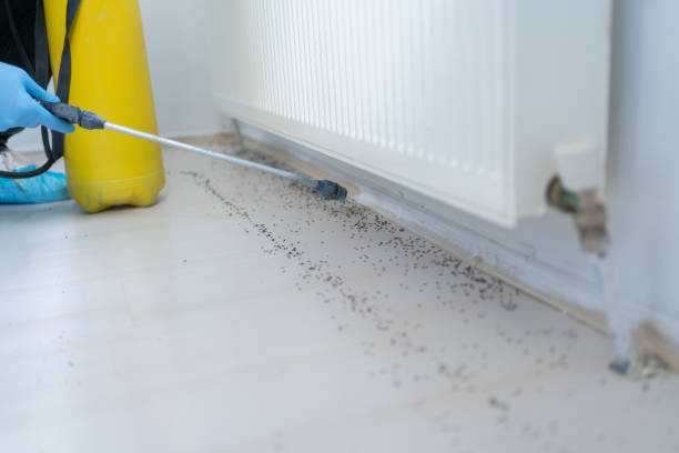 Best Wasp Removal Services  in Bakersfield, CA