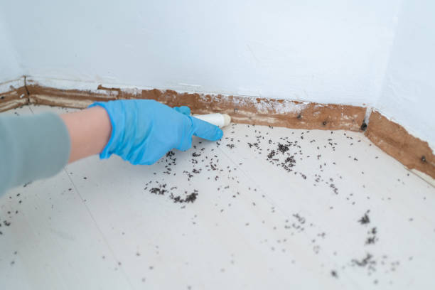 Best Cockroach Control Services  in Bakersfield, CA