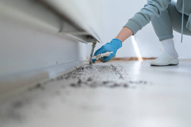 Best Termite Control Services  in Bakersfield, CA